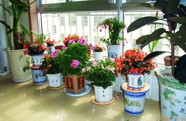 花的选择（散文）
