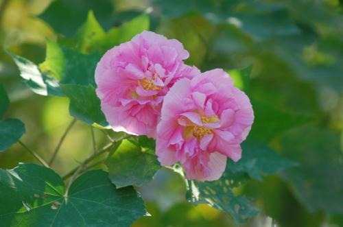 【八一】清平乐·待看芙蓉并蒂（古韵外四阕·家园）