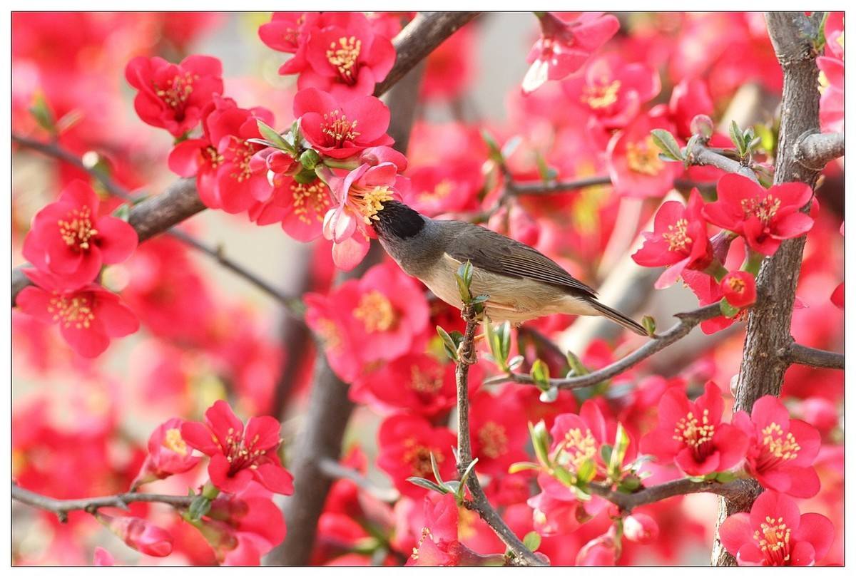 【丁香.那年丁香】丁香花开（散文）