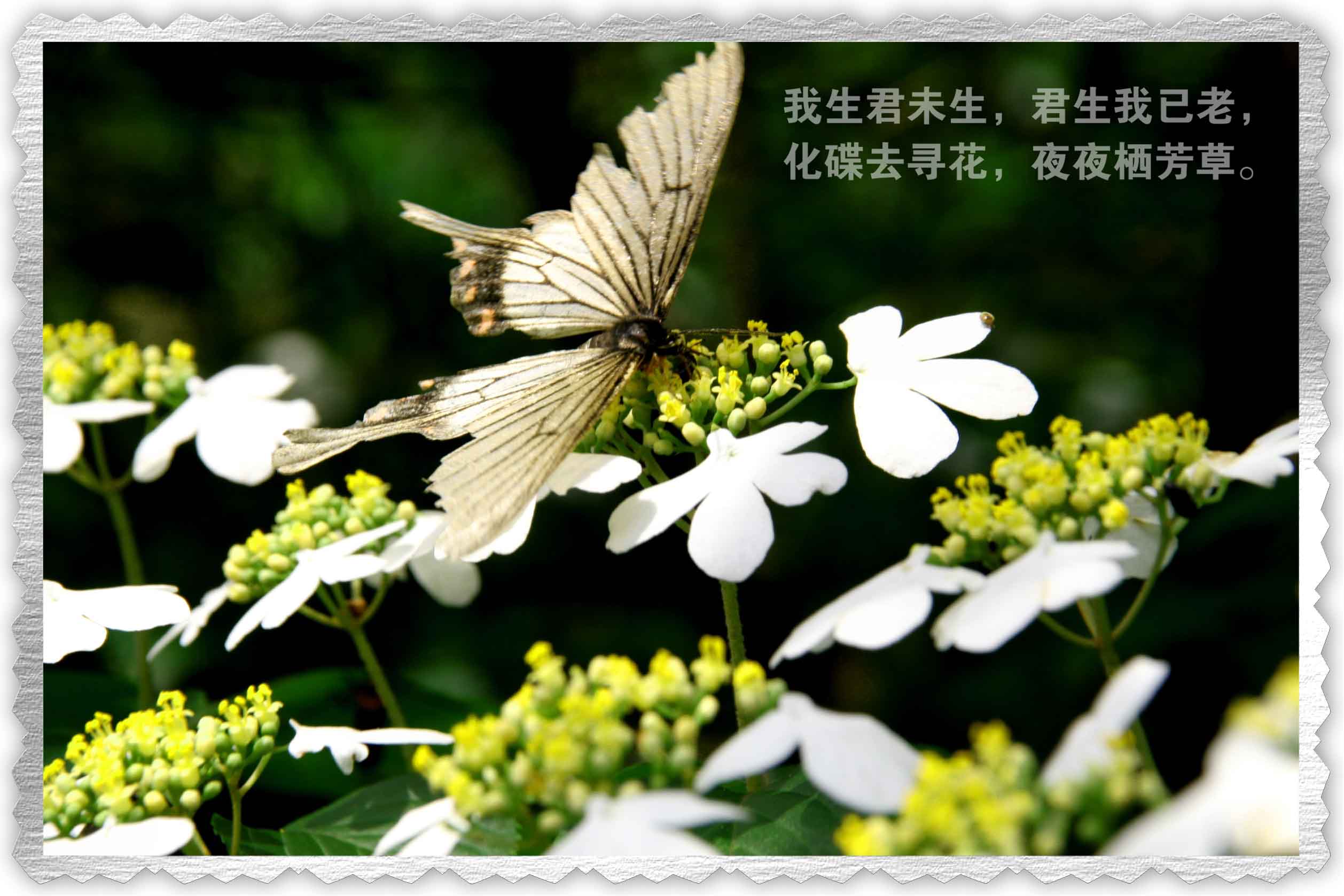 【清韵】每一块开花的石头都刻满故事（外三首）