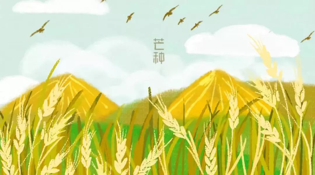 【菊韵】长夏漫吹芒种风（散文）