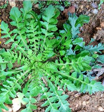 【丹枫】家乡的荠荠菜（散文）