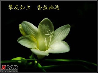挚友