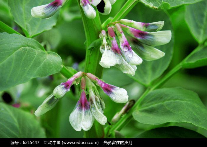 【宁静·颂】蚕豆熟了（散文）