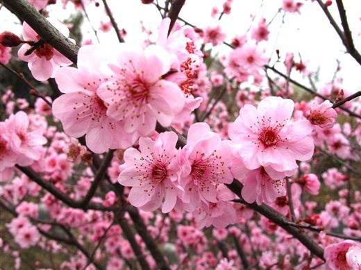 【凤凰】君当如梅（外一首）