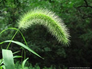 狗尾巴草（写话）