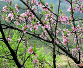 【荷塘  相约春天征文】回味（诗歌）