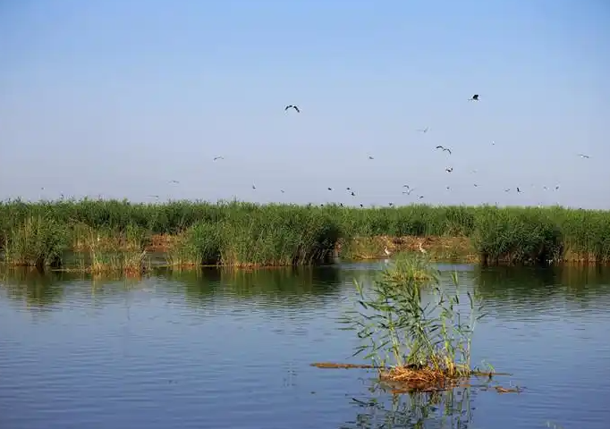 【酒家】乌梁素海见闻(散文)