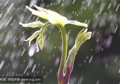 【丹枫】那年那场雨（散文）