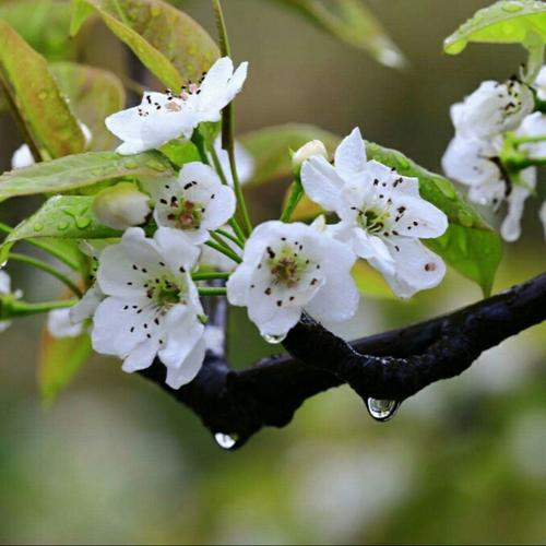 【八一】花不能言意已知（散文组章）