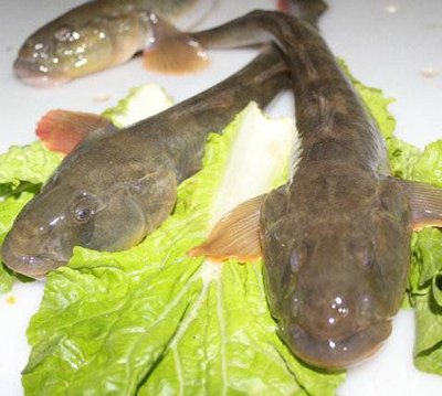 【心灵】舌尖上的龙王荡（散文）