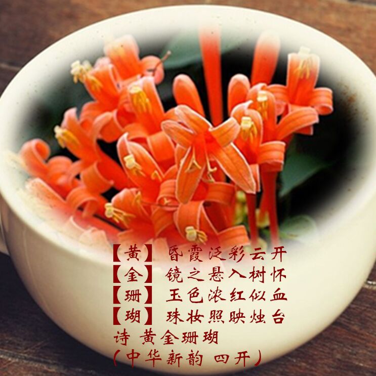 【檀香】又见蔷薇花儿开（散文）
