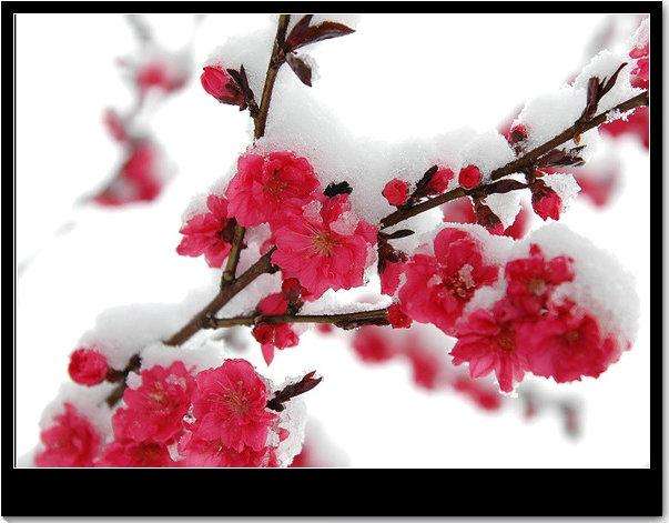 【八一】总有一场雪，为你而来（散文·家园）