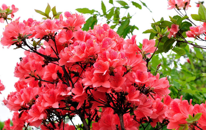 【丁香】相约凤凰赏桃花（散文）
