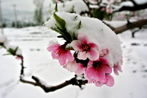 【军警】一壶雪花，煮沸了父亲的乡愁（散文）