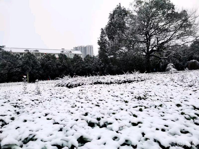 【菊韵】2021年的第一场雪（散文）