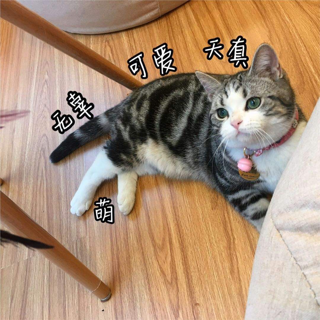 【荷塘】“猫奴”炼成记（二）（散文）
