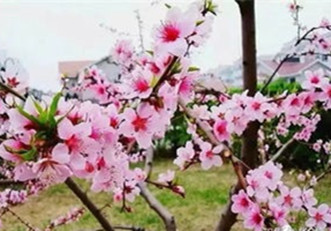 【东篱】桃花梦（散文）