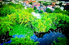 【东篱】辛丑立夏后一日佛山南海行十首（古韵）