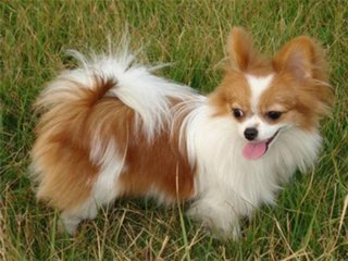 我家的爱犬“小辣椒”（记叙文）