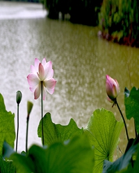 雨中情思