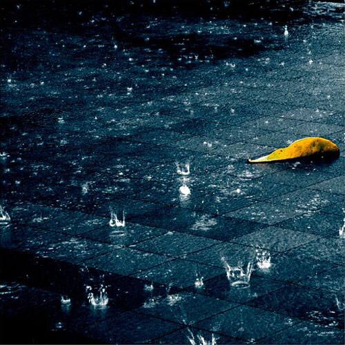【菊韵】天在下雨，我在想你（诗歌）