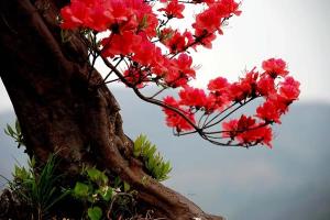【八一】学生陈方俊（散文）