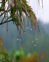 【看点】秋雨（组诗）