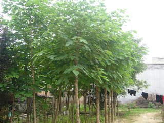 【荷塘“人间暖情”征文】老家那几棵楸树（散文）