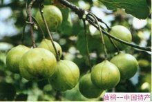 【西风】三斤桐果（散文）