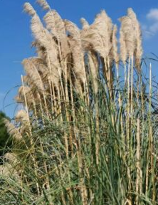 【柳岸·红】灾荒年的邂逅（小说）