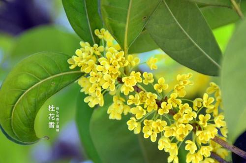 【八一】桂花飘香（散文）