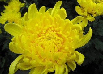 看菊花（写话）