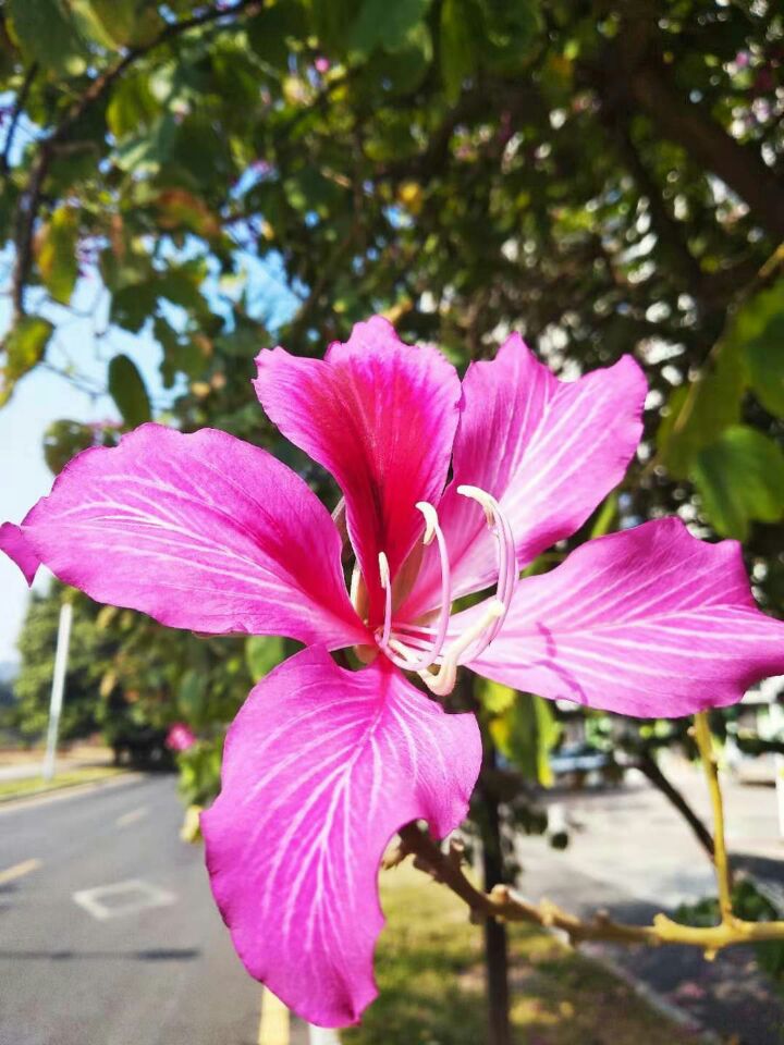 【丁香】浅夏遐思（散文）