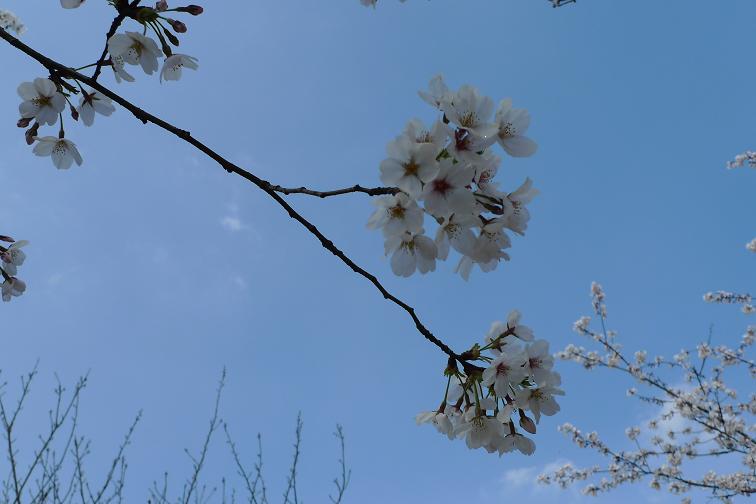 【流年】春天的怀念（诗歌）