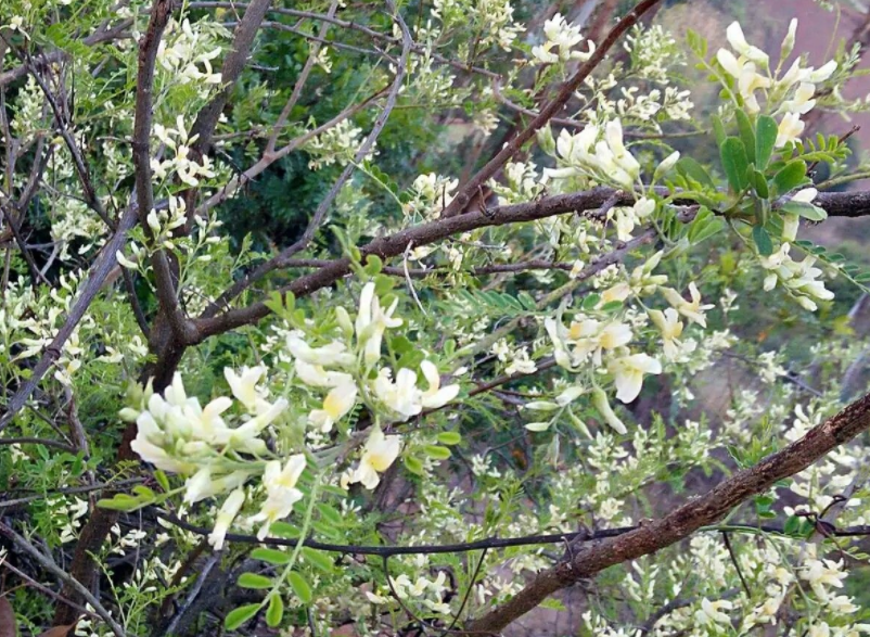【流年·巢】苦刺花开（征文·小说）