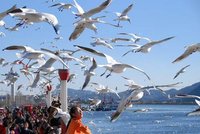 【江山多娇】海鸥岛之行（散文）
