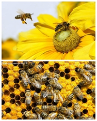【看点】蜜蜂（散文）