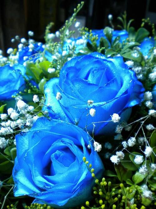 【八一】玫瑰花（外三首）