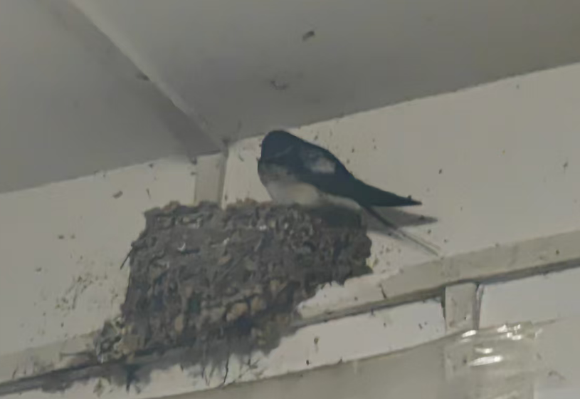 【丁香·小蜜蜂】燕子归巢（散文）