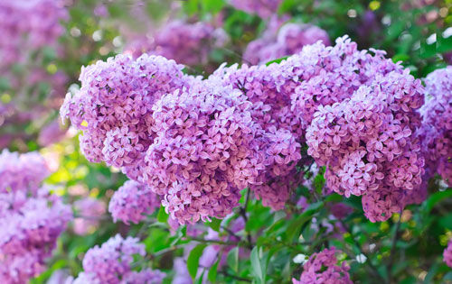 【丁香】丁香花开了（散文）