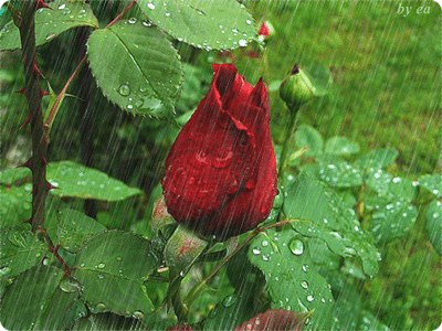 【荷塘】春日听雨（散文）