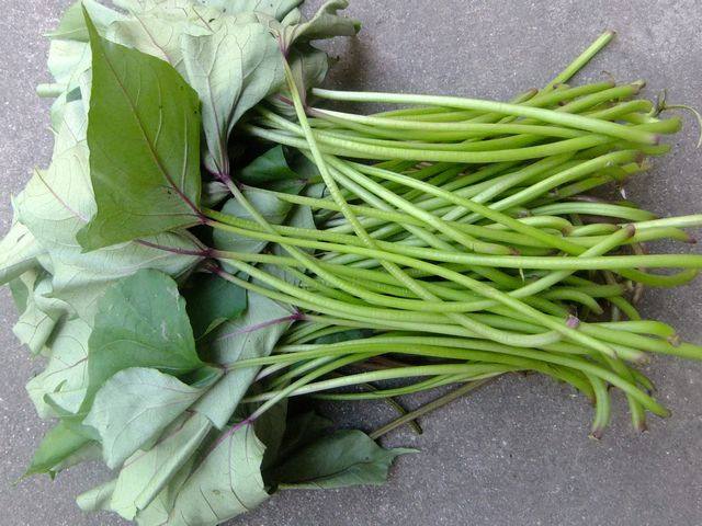 【荷塘“夏日风情”征文】山芋藤（散文）