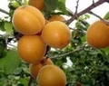 快乐初体验之摘杏子（记叙文）