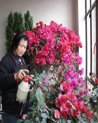 【看点】我和我的花花草草（散文）