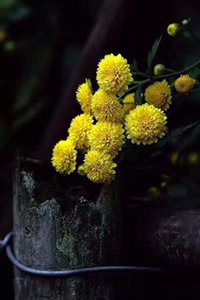 【晓荷】黄菊花（散文）
