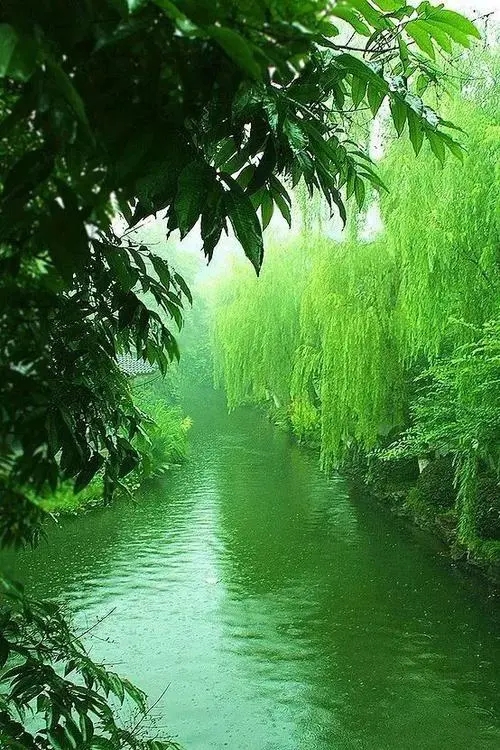 【凤凰】 听蝉听雨听虫鸣（散文）