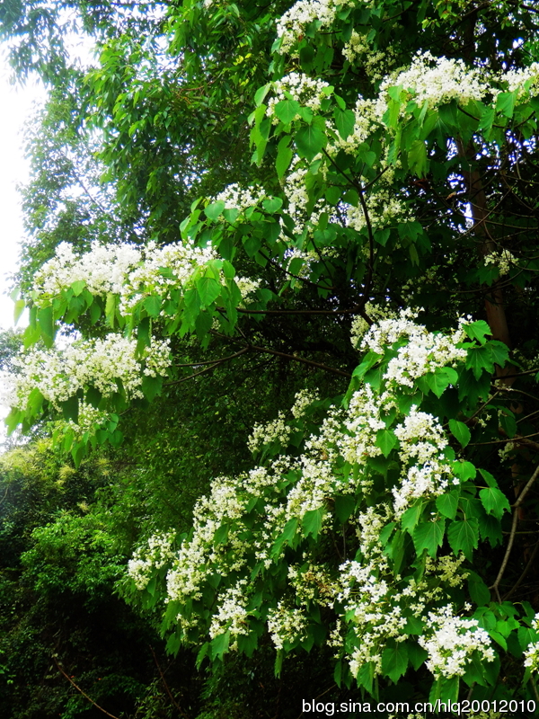 【凤凰】梧桐花开引凤来（散文）