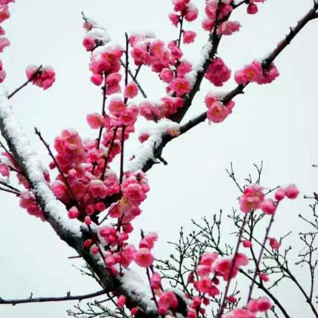 【丁香】赏樱花（散文）