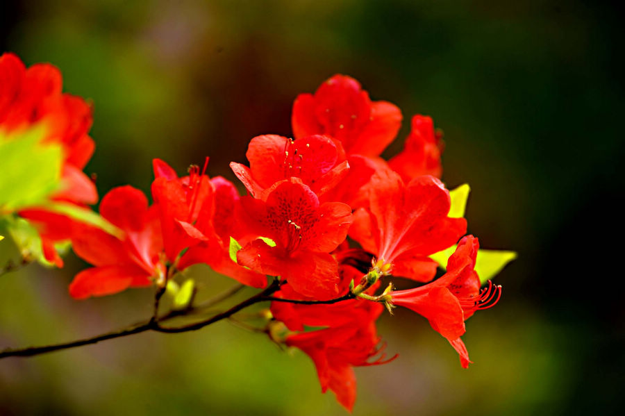 【丁香花开】爱若去了 (诗歌)